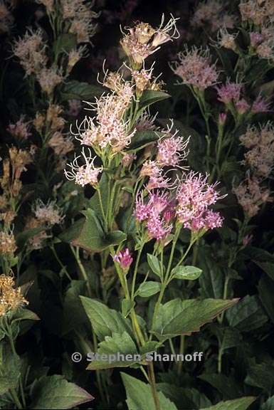 ageratina occidentalis 4 graphic